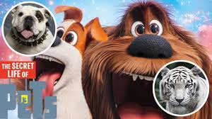 Exploring the Secret Lives of Pets